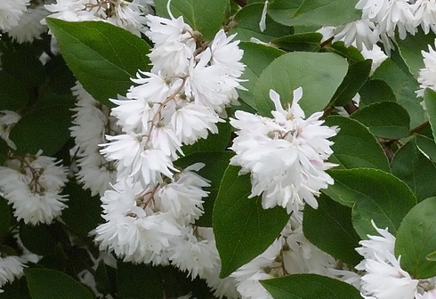 Deutzia