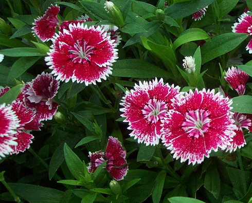 Dianthus