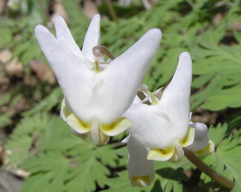 Dicentra