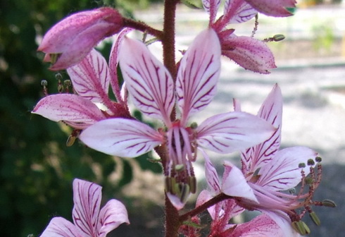 Dictamnus Flower