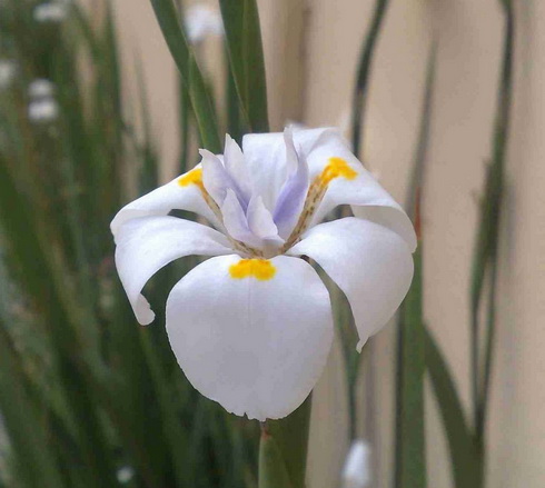 Dietes