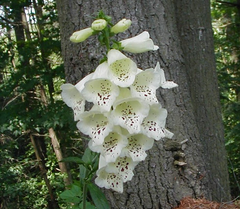 Digitalis