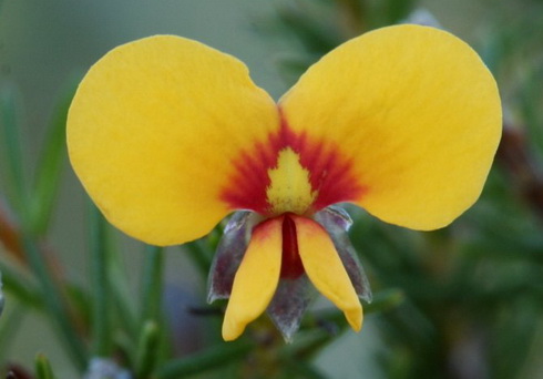 Dillwynia Flower