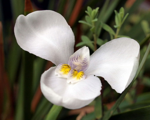 Diplarrena Flower, Garden Diplarrena