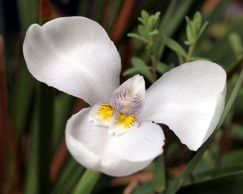 Diplarrena Flower