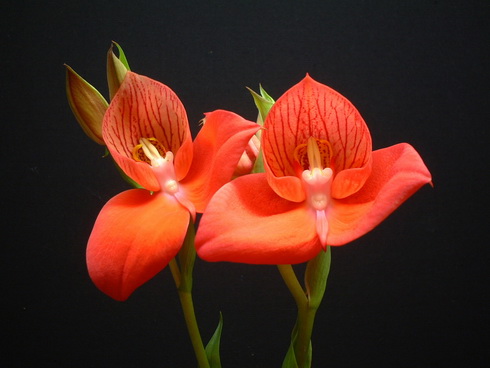 Disa Flower