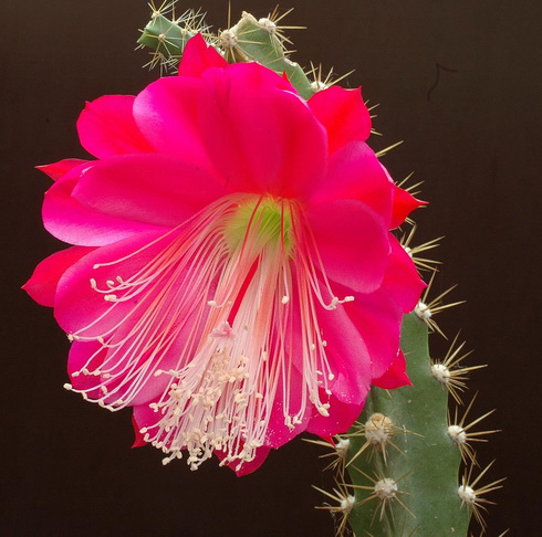 Disocactus Flower