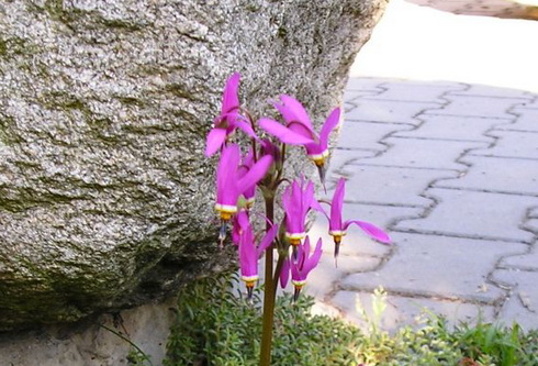 Dodecatheon