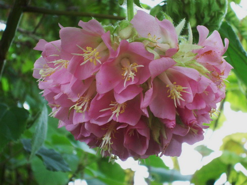 Dombeya Flowers