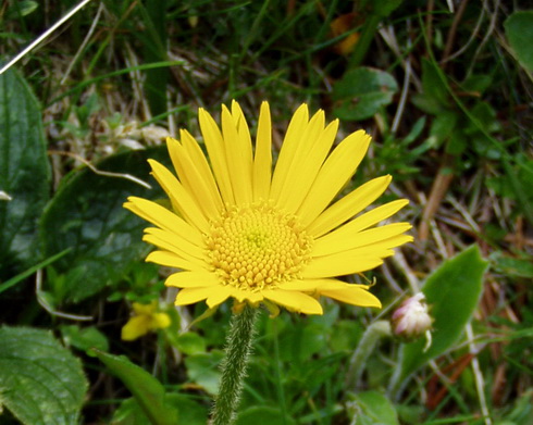 Doronicum Flower