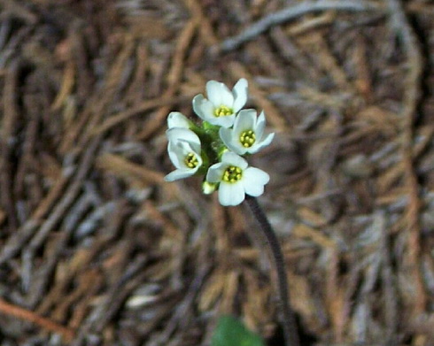 Draba