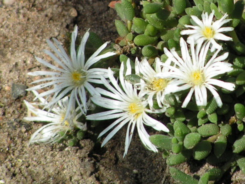 Drosanthemum Flowers