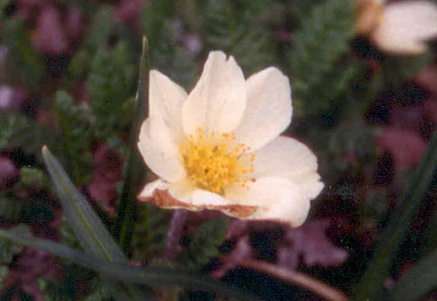 Dryas