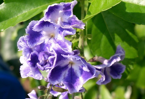 Duranta Flowers