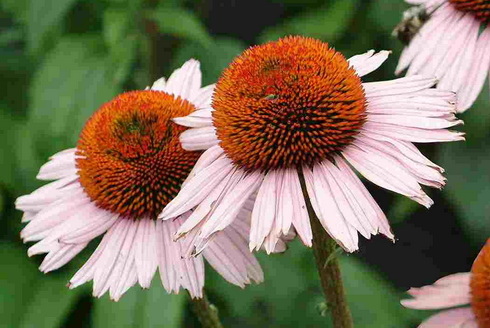 Echinacea