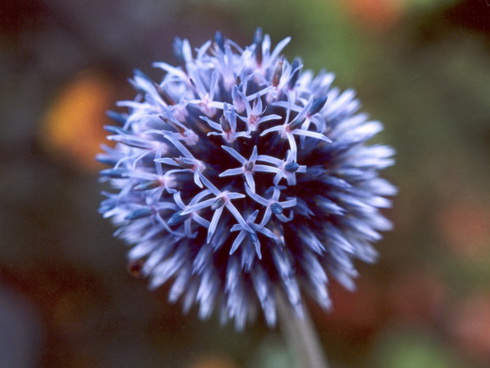 Echinops