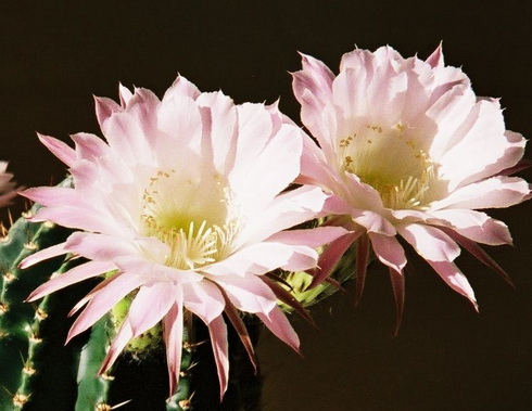 Echinopsis Flower