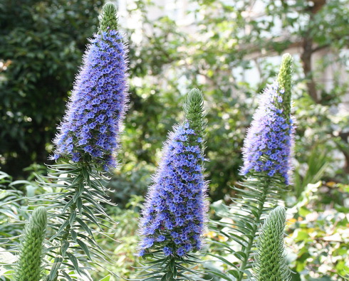 Echium