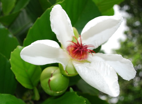 Ehretia Flower