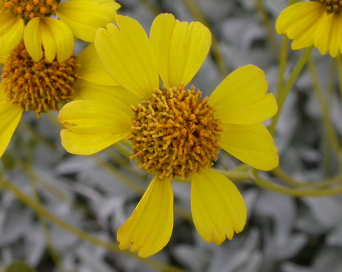 Encelia Flower