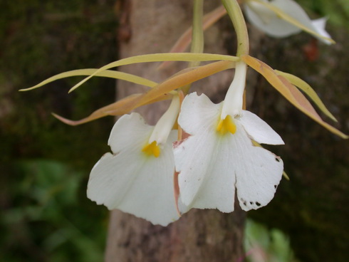 Epidendrum