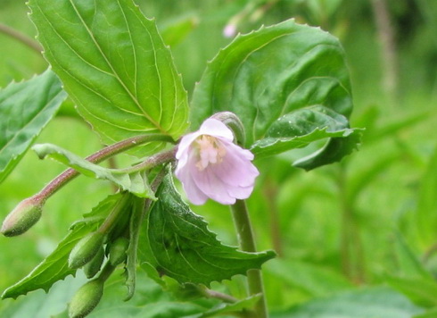 Epilobium