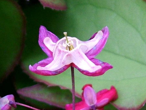 Epimedium