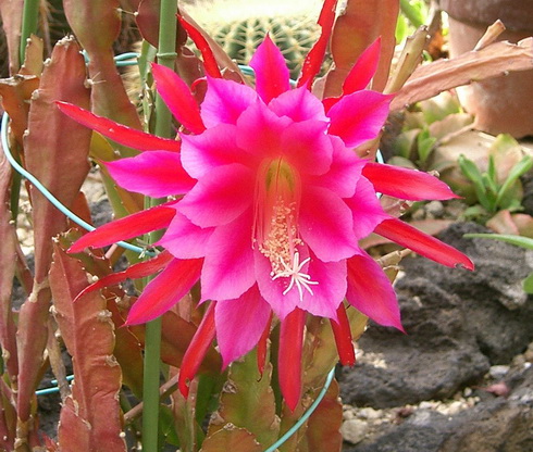 Epiphyllum Flower