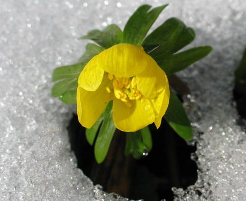 Eranthis Flower