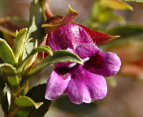 Eremophila