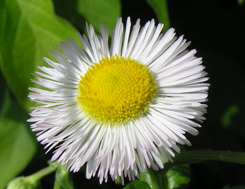 Erigeron Flower
