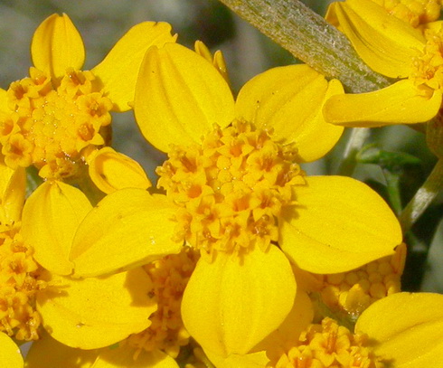 Eriophyllum Flowers