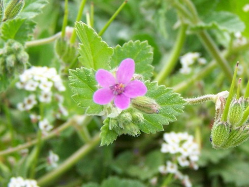 Erodium Flower