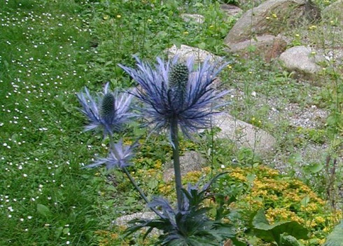 Eryngium