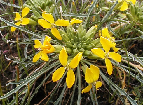 Erysimum flowers