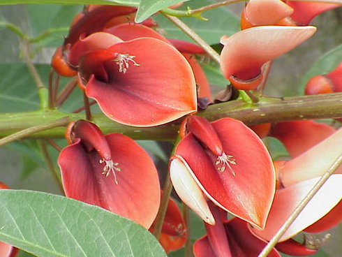 Erythrina flowers