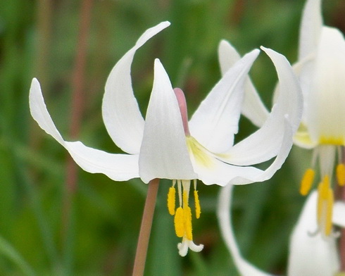 Erythronium Flower