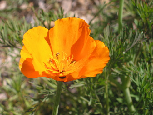 Eschscholzia Flower