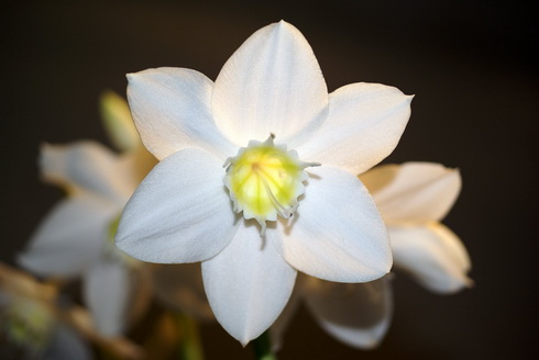 Eucharis Flower