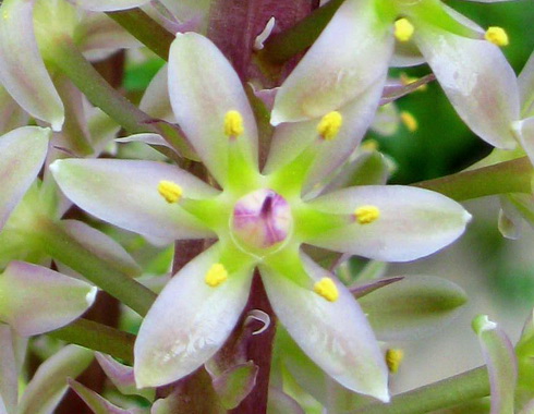 Eucomis