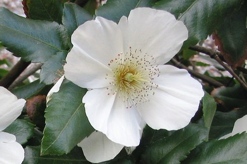 Eucryphia Flower