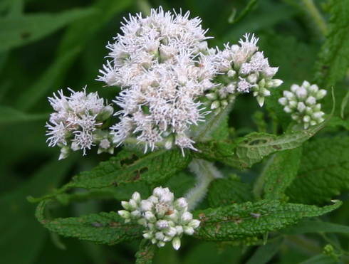 Eupatorium