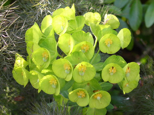 Euphorbia