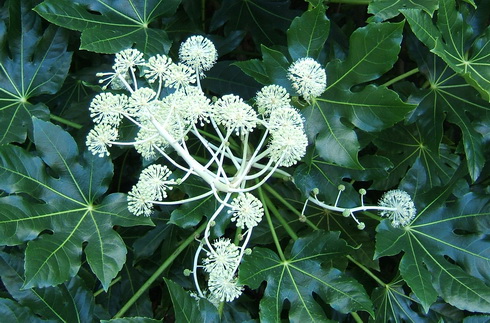 Fatsia