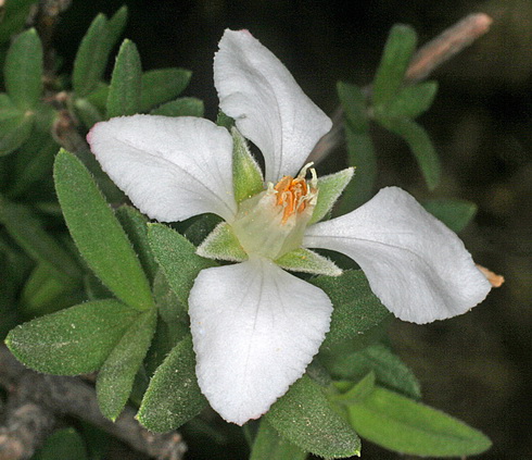 Fendlera Flower