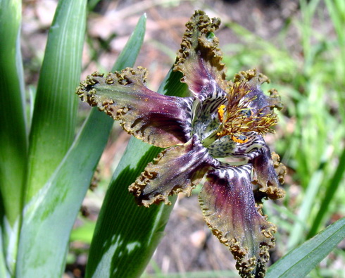 Ferraria Flower