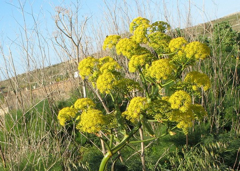 Ferula