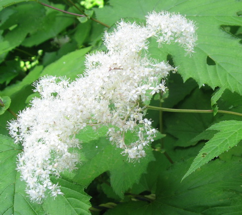 Filipendula