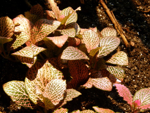 Fittonia