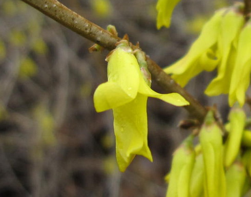 Forsythia